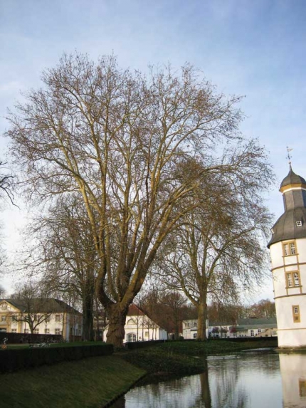 Bild 2 von 2 Platanen am Schloss Neuhaus